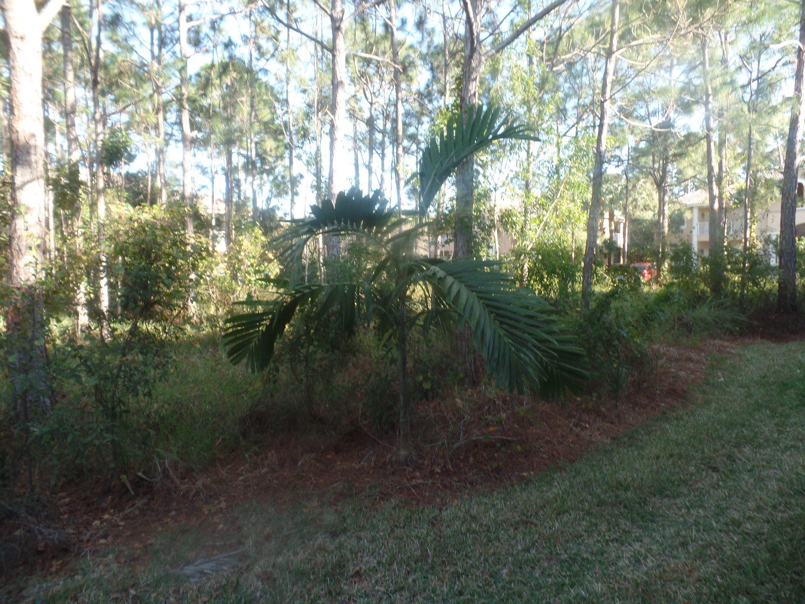 CASTLE PINES CONDOMINIUM - Residential Lease