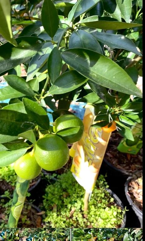 INTERLACHEN LAKES ESTATES UNIT #17 - Land