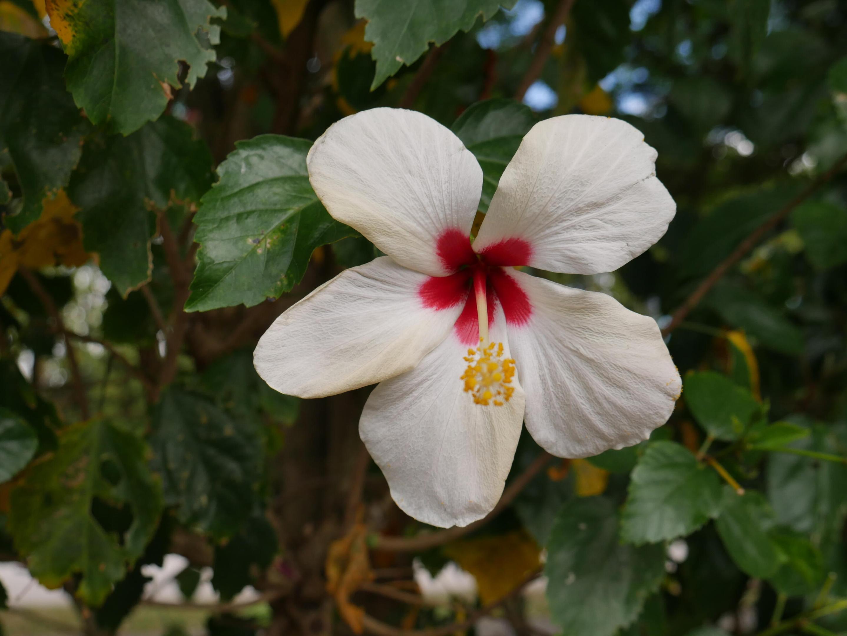 QUAIL RIDGE CONDO 9 - Residential Lease