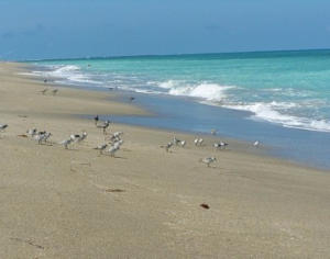 OCEAN VILLAGE - Residential