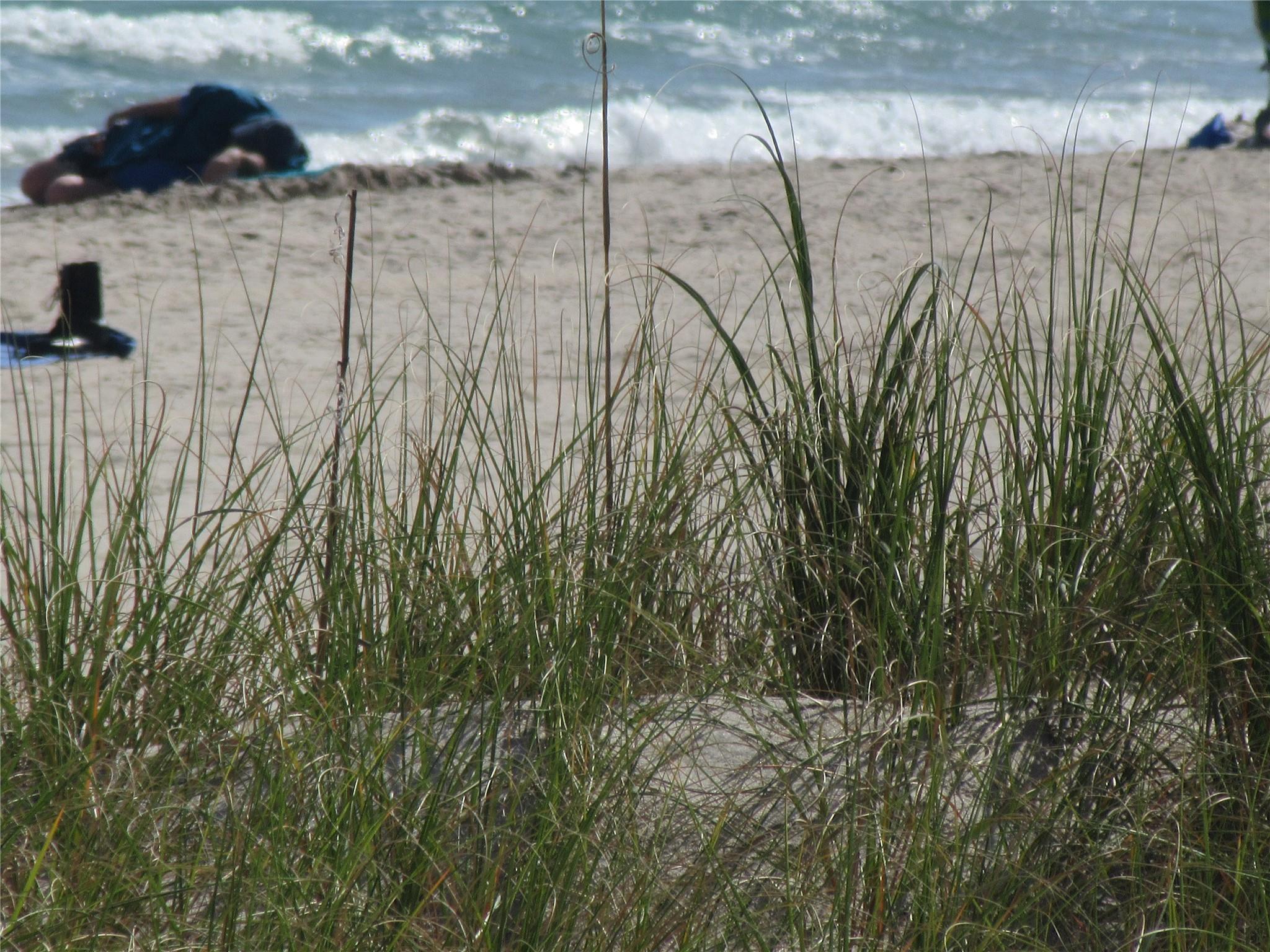 caribe - Residential