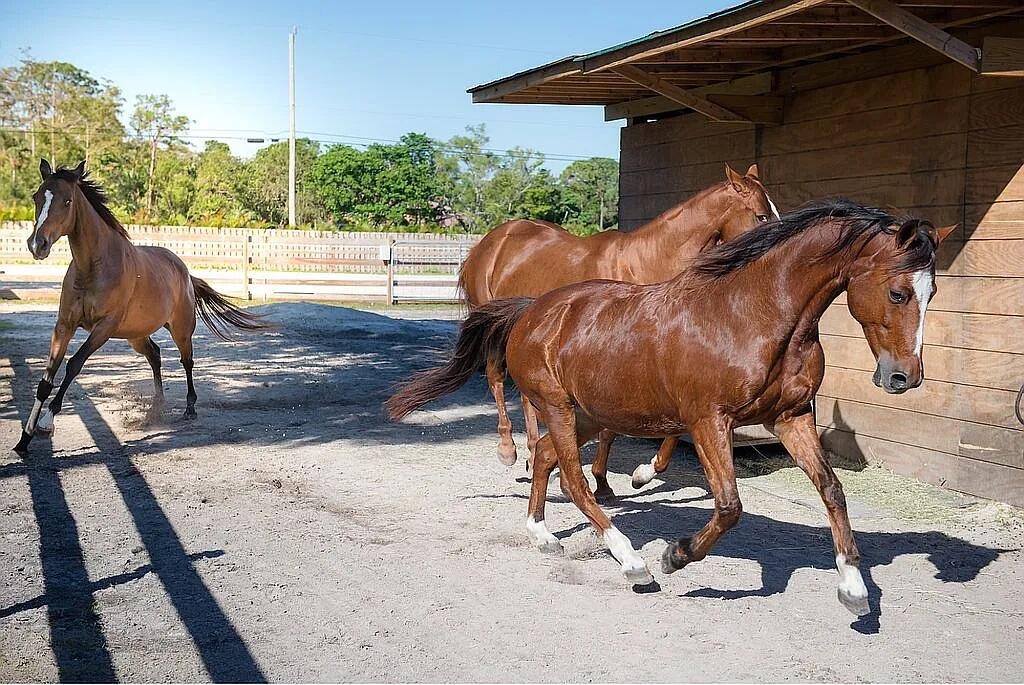 PINE TREE ESTATES - Residential