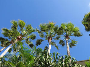 COURTYARDS IN CITYPLACE C - Residential Lease