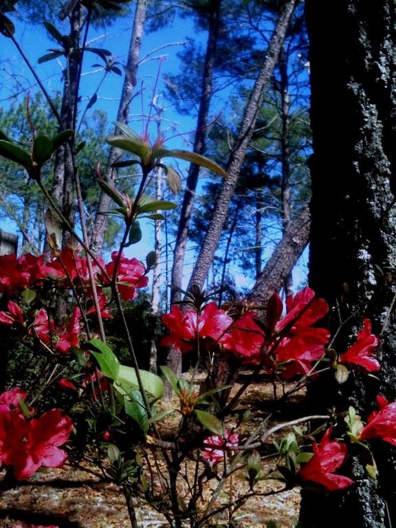 34953, Closest to Tradition off Crosstown, or Gatl - Land