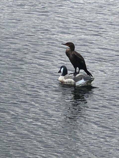 Pine Ridge Condo 04 South - Residential Lease