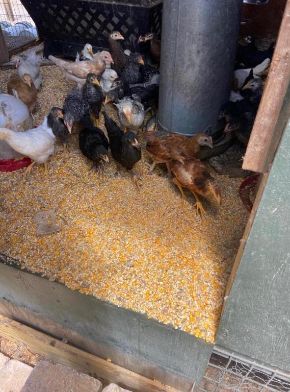 THE SOUTHERN COLONIZATION COMPANY PLAT - Land