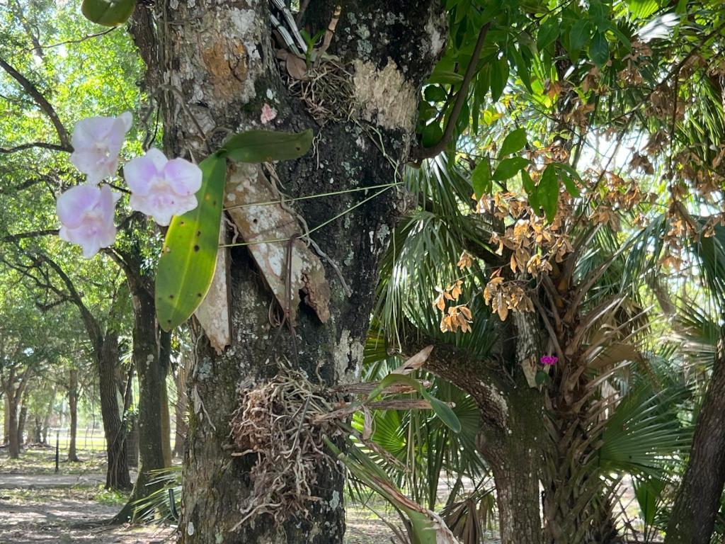 THE SOUTHERN COLONIZATION COMPANY PLAT - Land