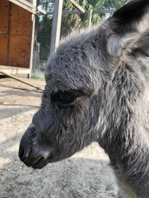 THE SOUTHERN COLONIZATION COMPANY PLAT - Land