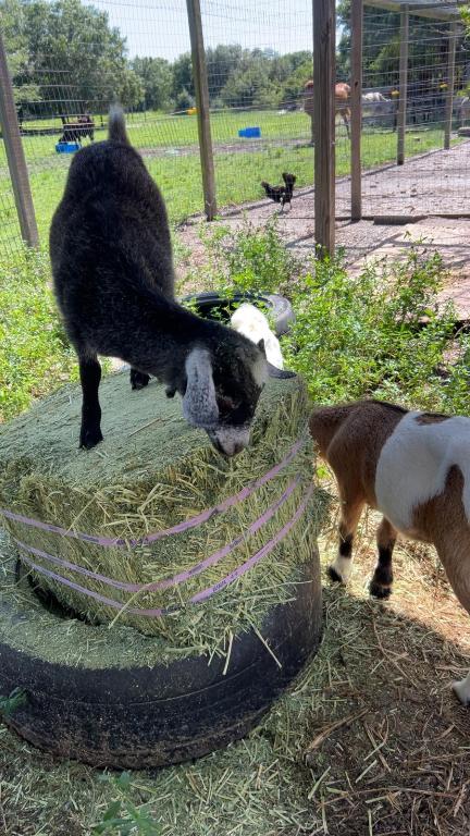 THE SOUTHERN COLONIZATION COMPANY PLAT - Land