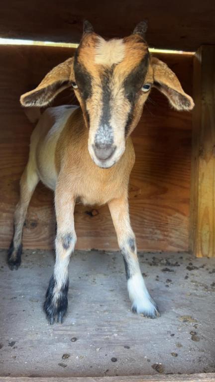 THE SOUTHERN COLONIZATION COMPANY PLAT - Land