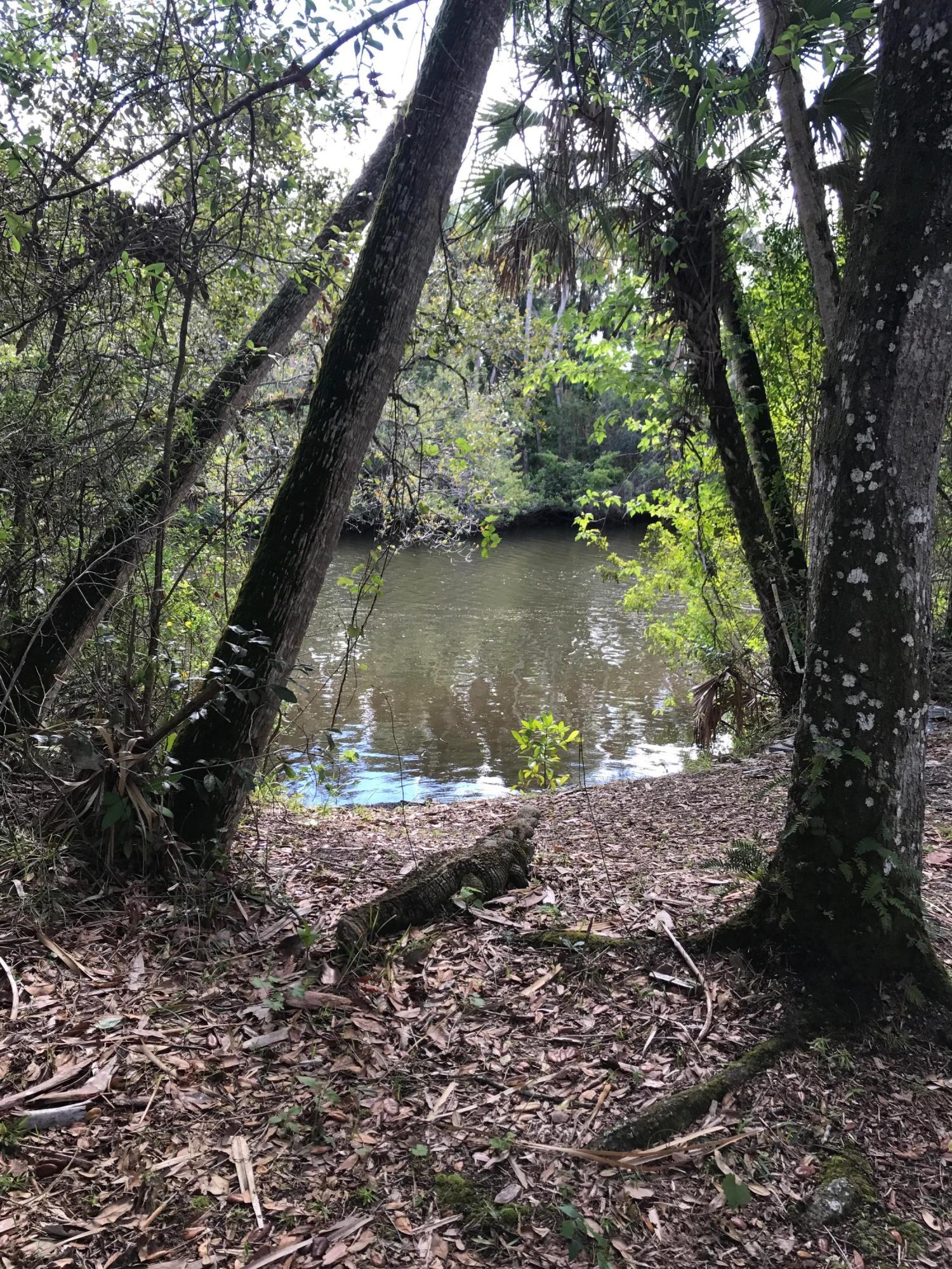 River Hammock - Residential