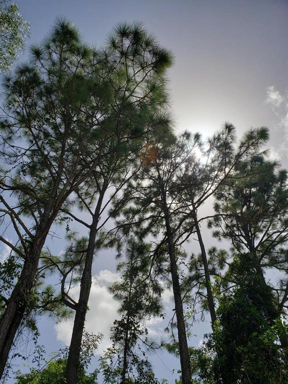 A beautiful, high, dry 6.15 acres in Loxahatchee. Located West of Seminole Pratt. Far enough out to be peaceful and quiet, but not really that far when you can get to a Publix in 10 minutes! Let me give you a tour. Seller will consider owner financing.