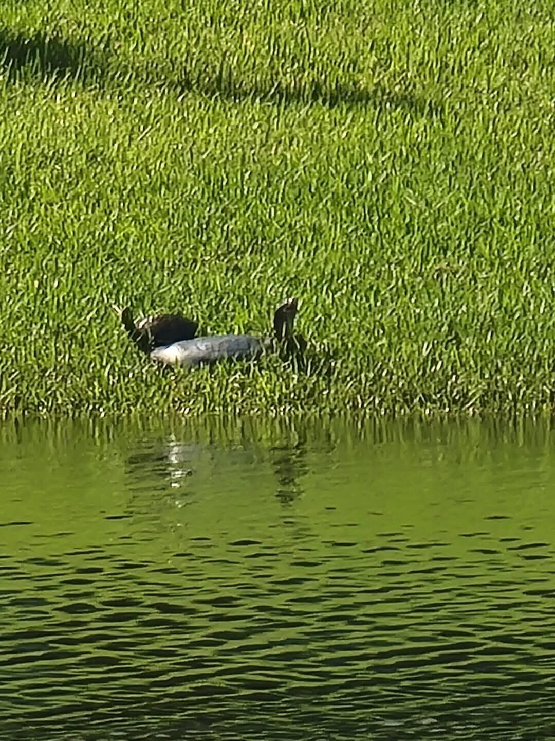 RIVERLAND PARCEL A - PLAT SIX - Residential