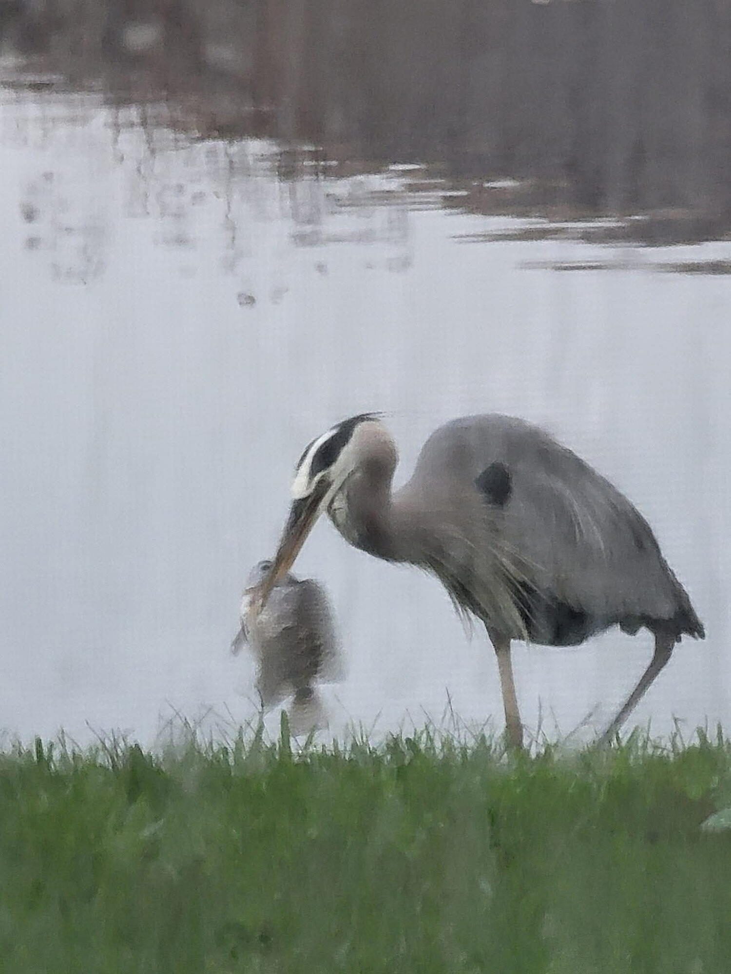 RIVERLAND PARCEL A - PLAT SIX - Residential