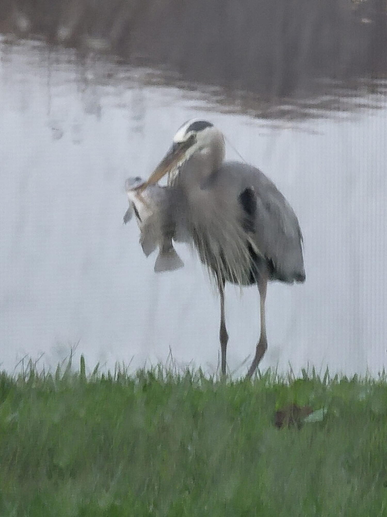 RIVERLAND PARCEL A - PLAT SIX - Residential