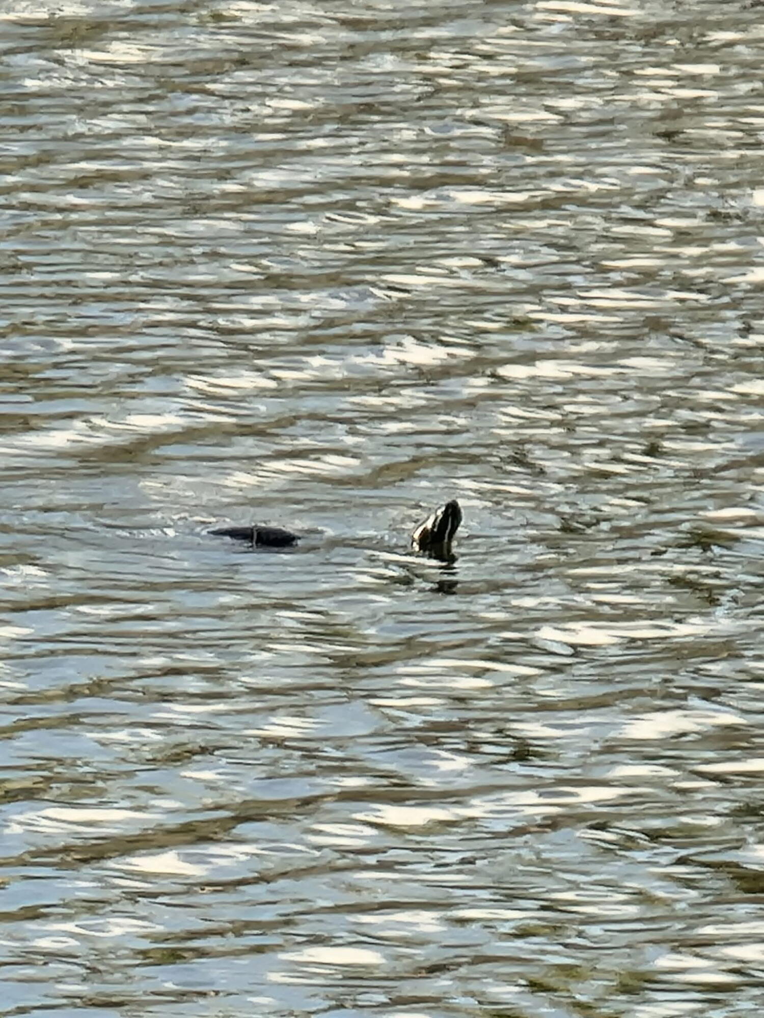 RIVERLAND PARCEL A - PLAT SIX - Residential