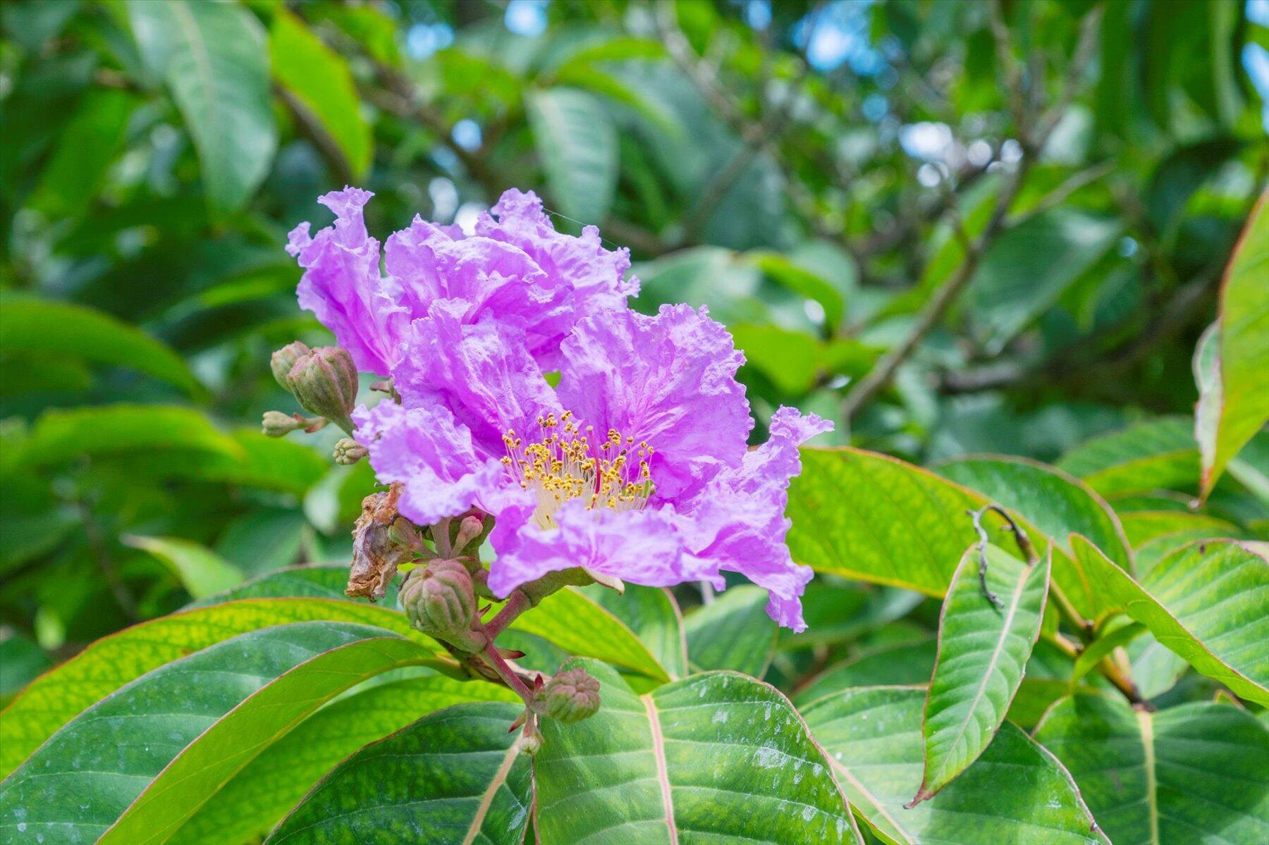 WELLINGTON AERO CLUB OF T - Residential