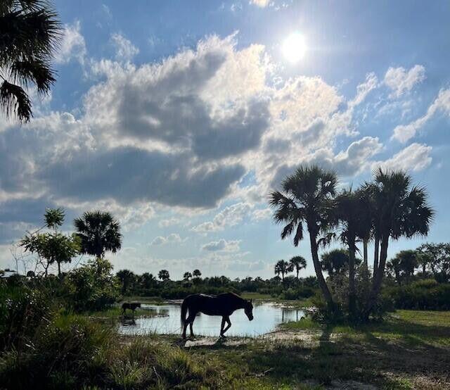 CABBAGE WOODS RANCHES - Land