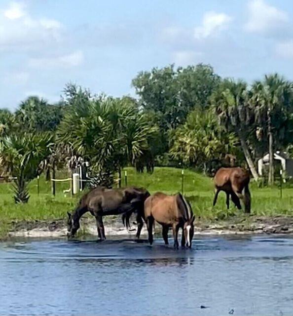 CABBAGE WOODS RANCHES - Land