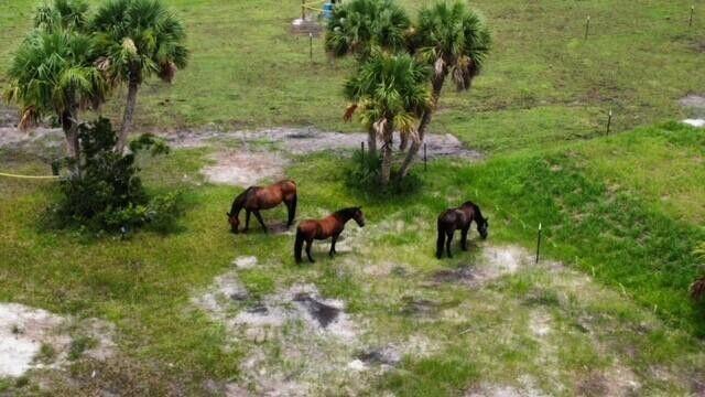 CABBAGE WOODS RANCHES - Land