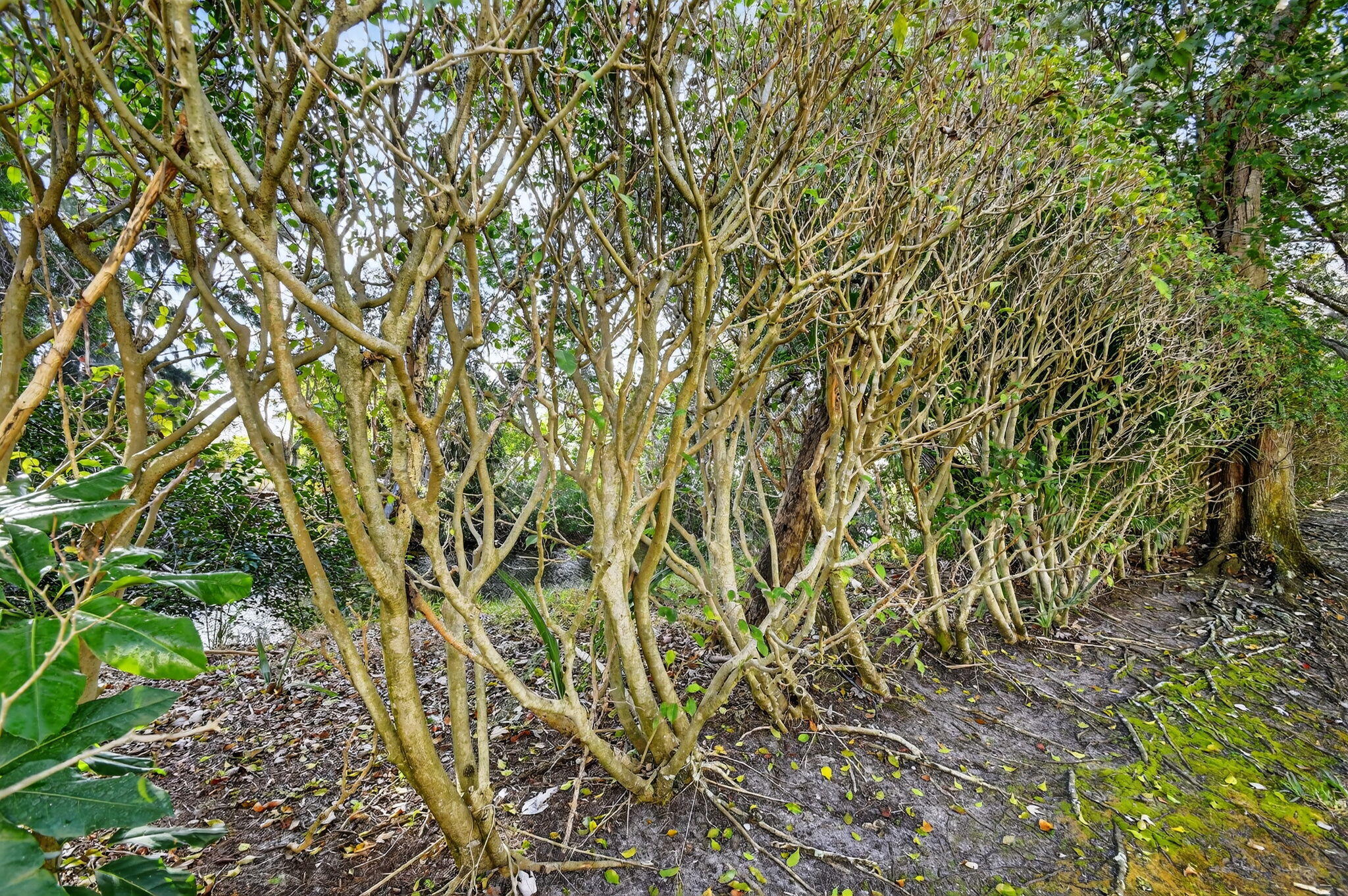 PALMBROOKE TOWNHOMES - Residential Lease