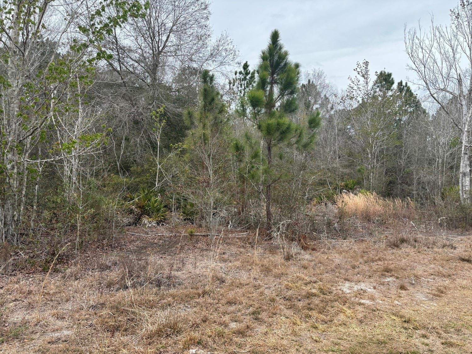 Opp110 Orlando Pines - Land