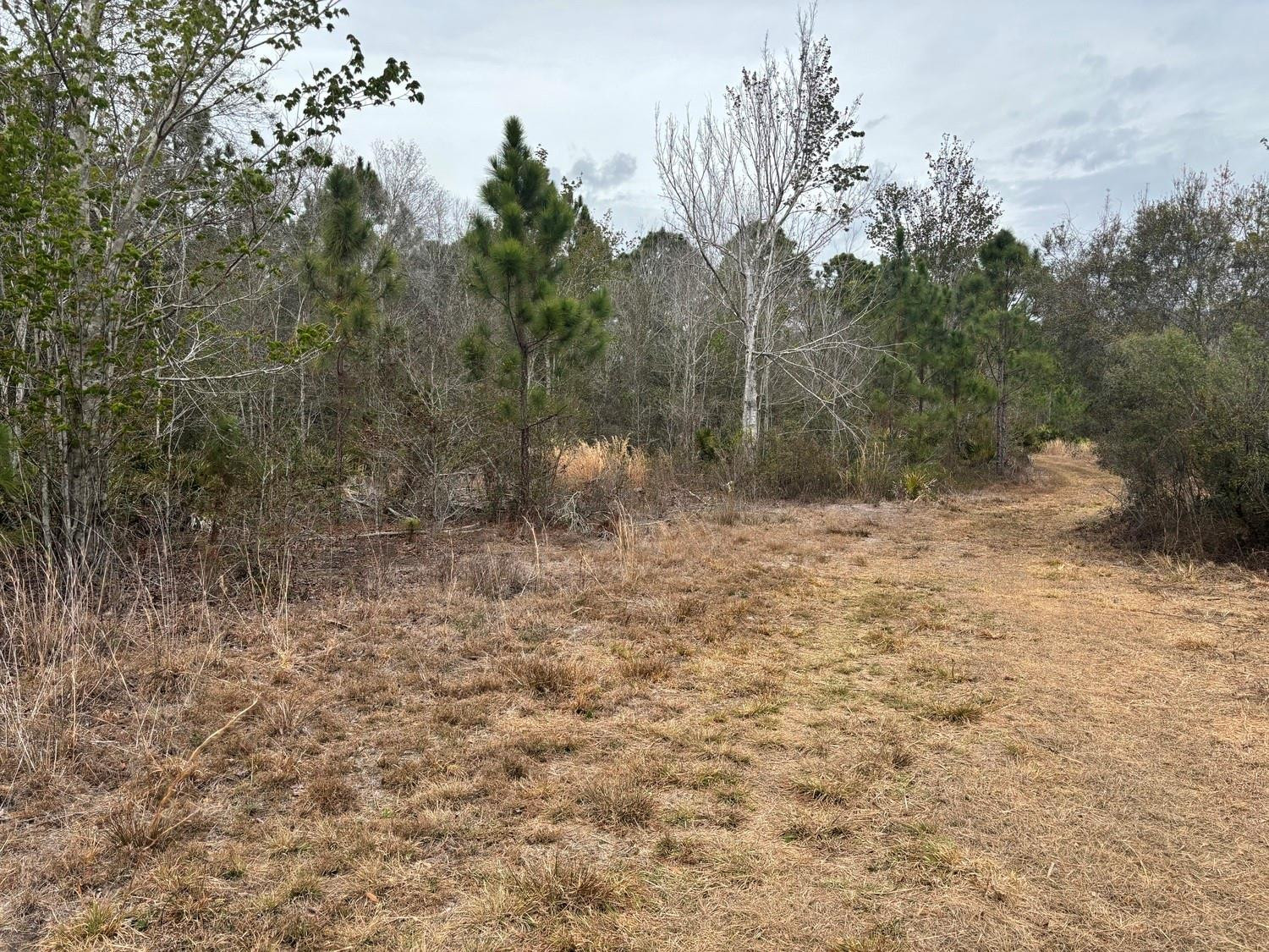 Opp110 Orlando Pines - Land