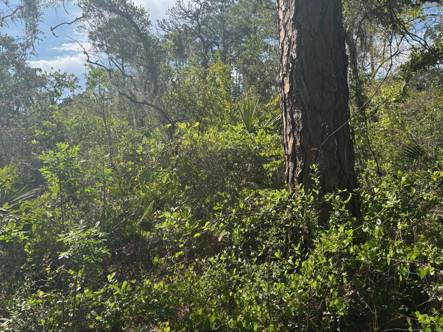 Lake Placid, FL building lot with only $1k down. Owner Financing