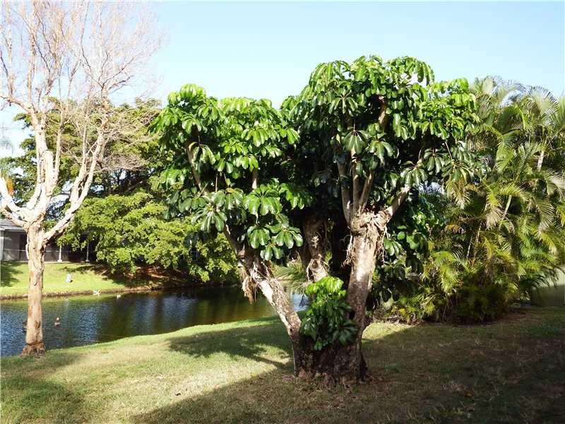 Oriole Gardens 33 Condo - Residential Lease