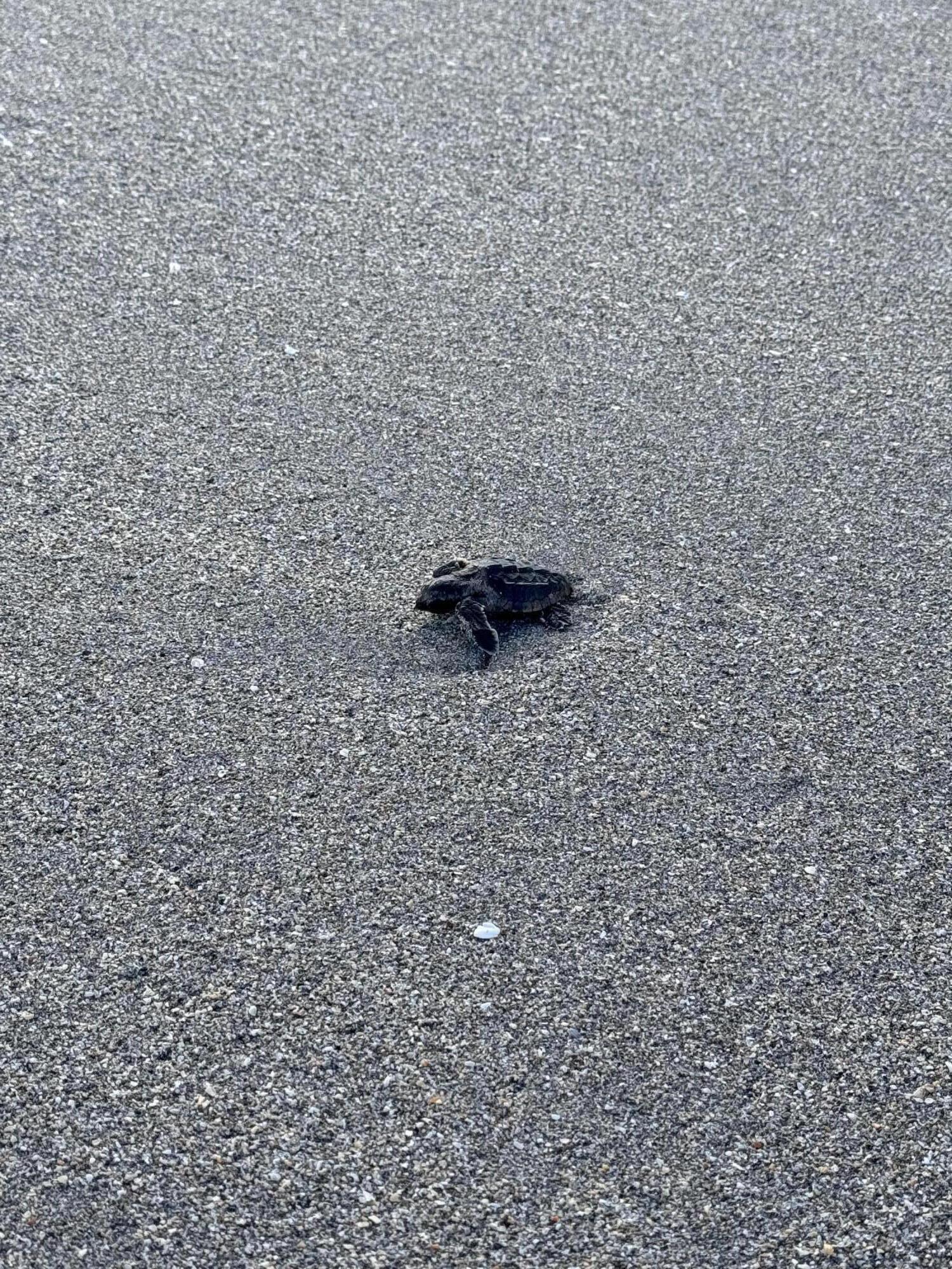 PINECROFT CONDO - Residential