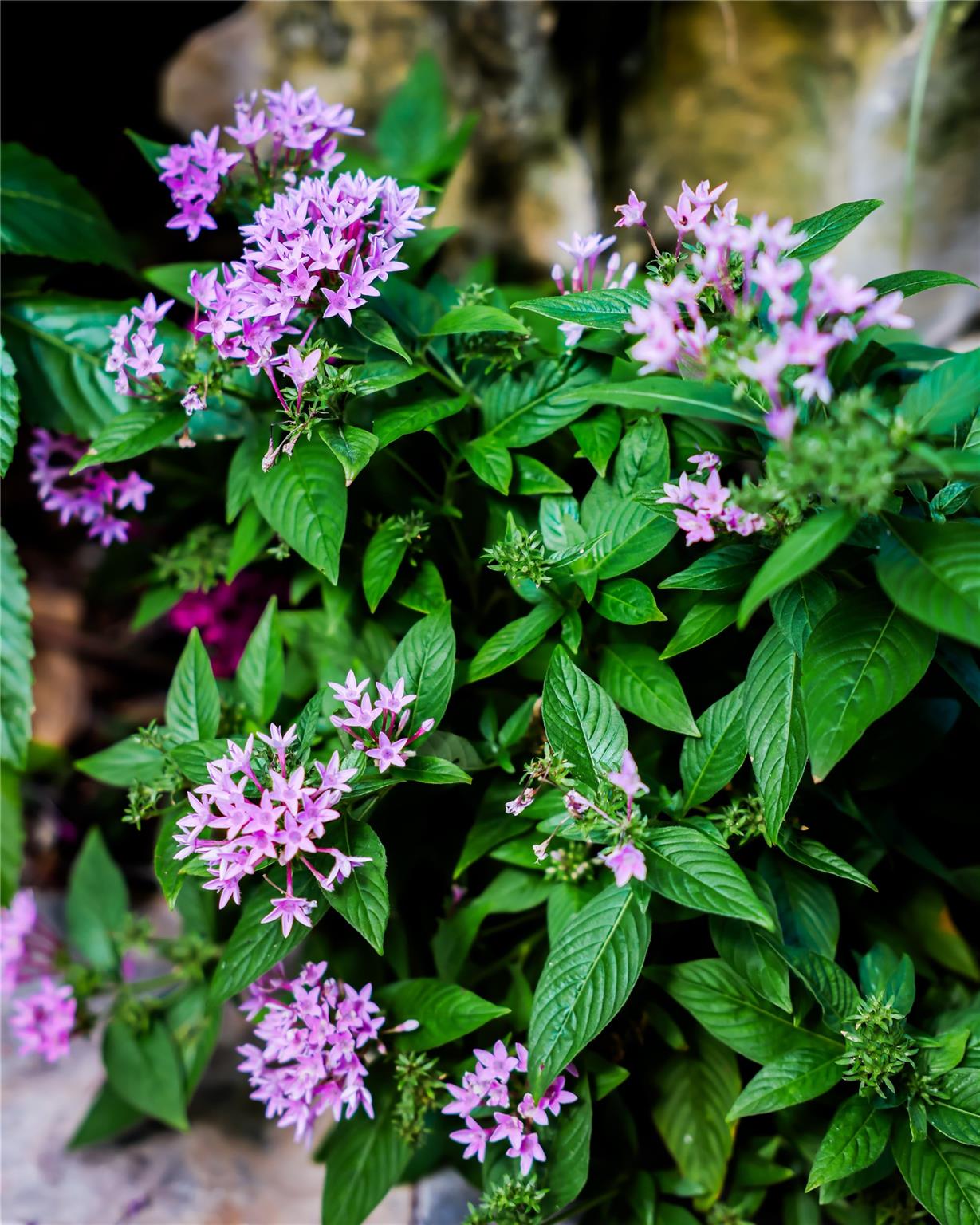 Lakeside 23-38 B - Residential Income