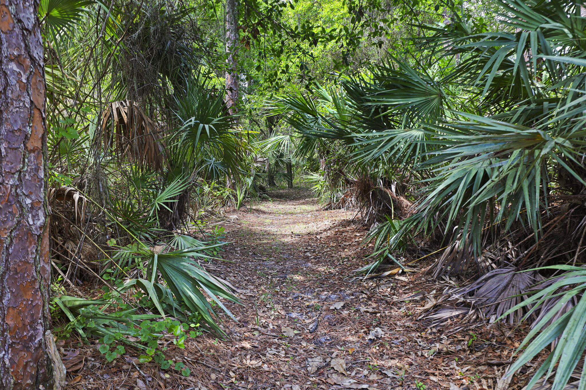 Palma Vista - Residential