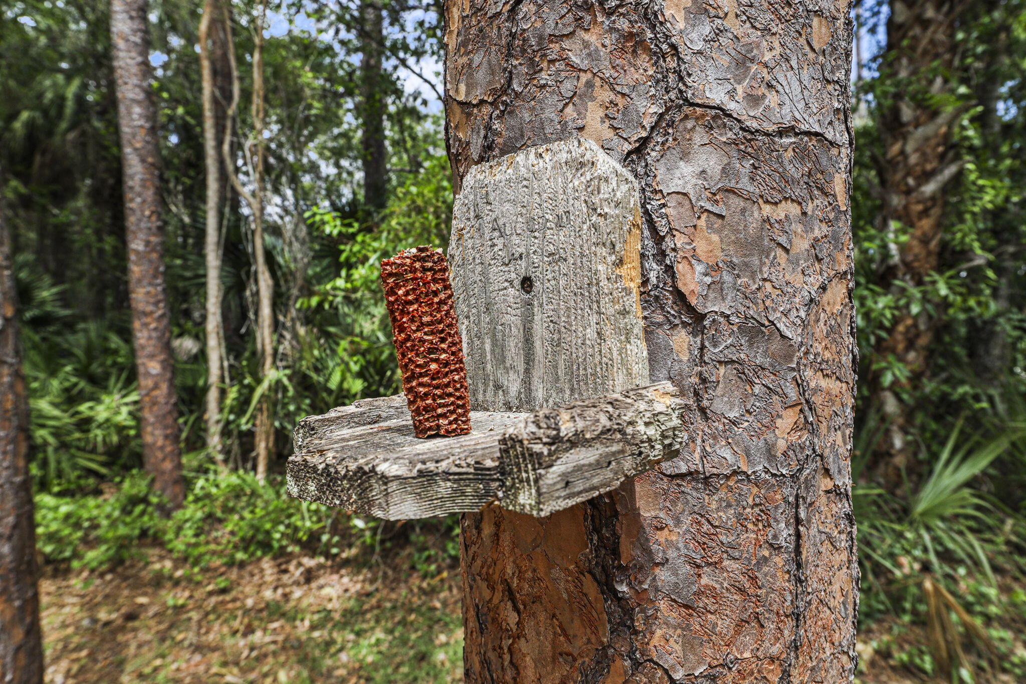 Palma Vista - Residential