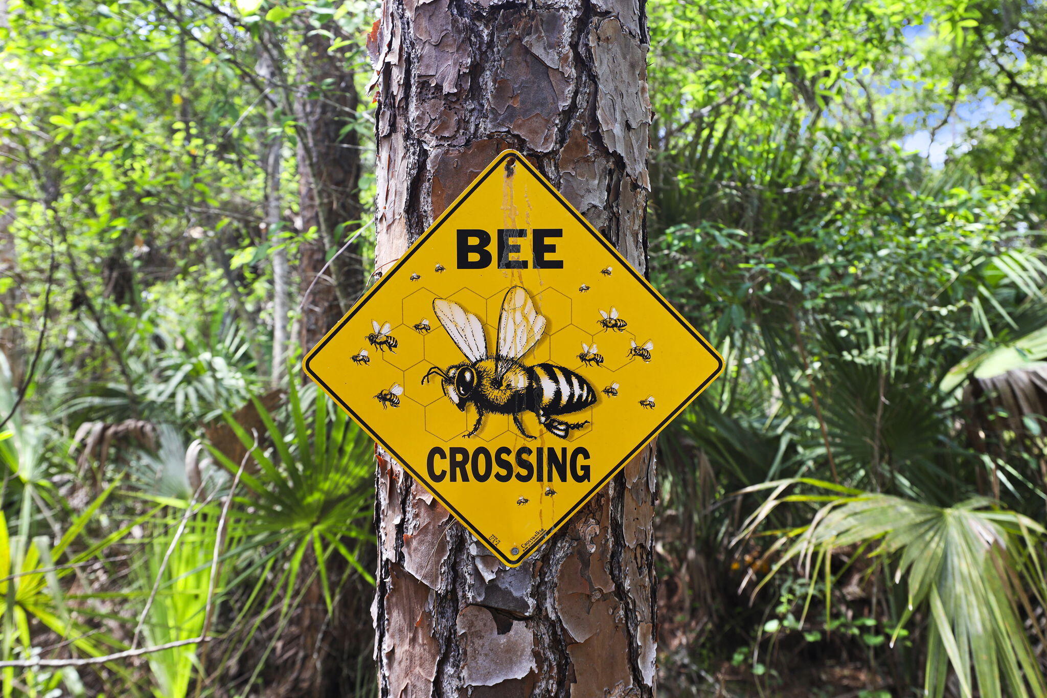 Palma Vista - Residential