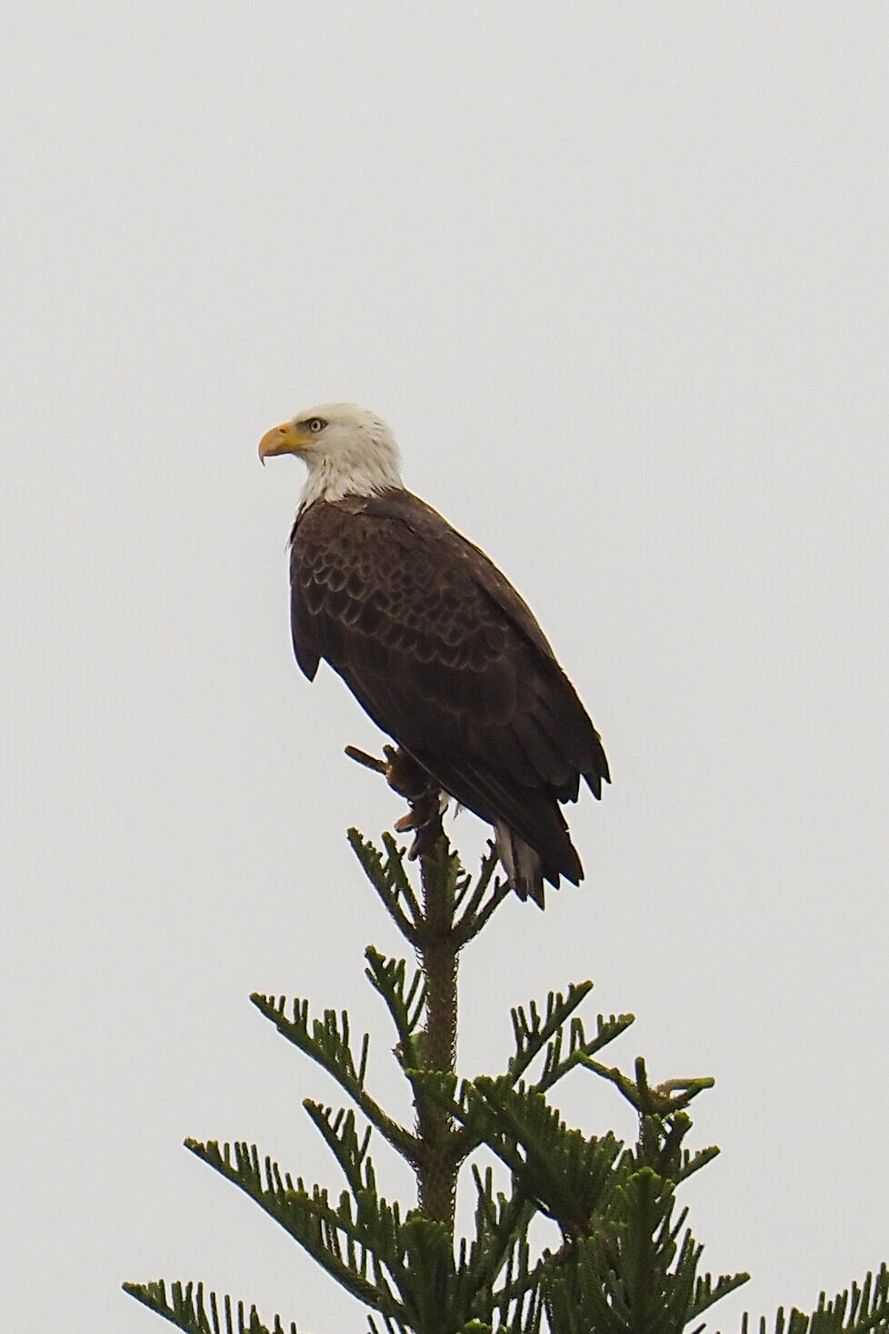 PORT ST LUCIE - Residential