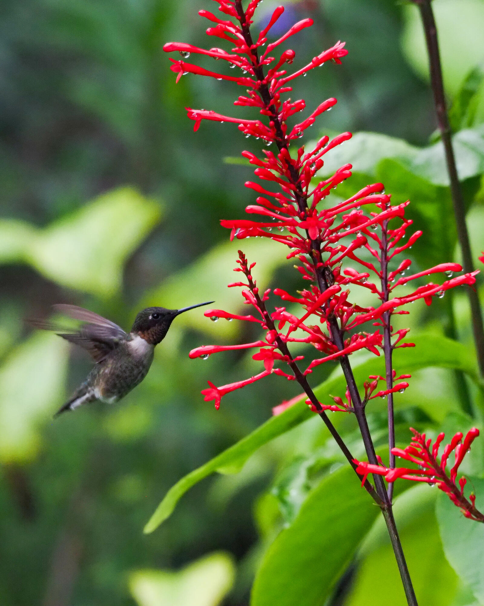 PORT ST LUCIE - Residential