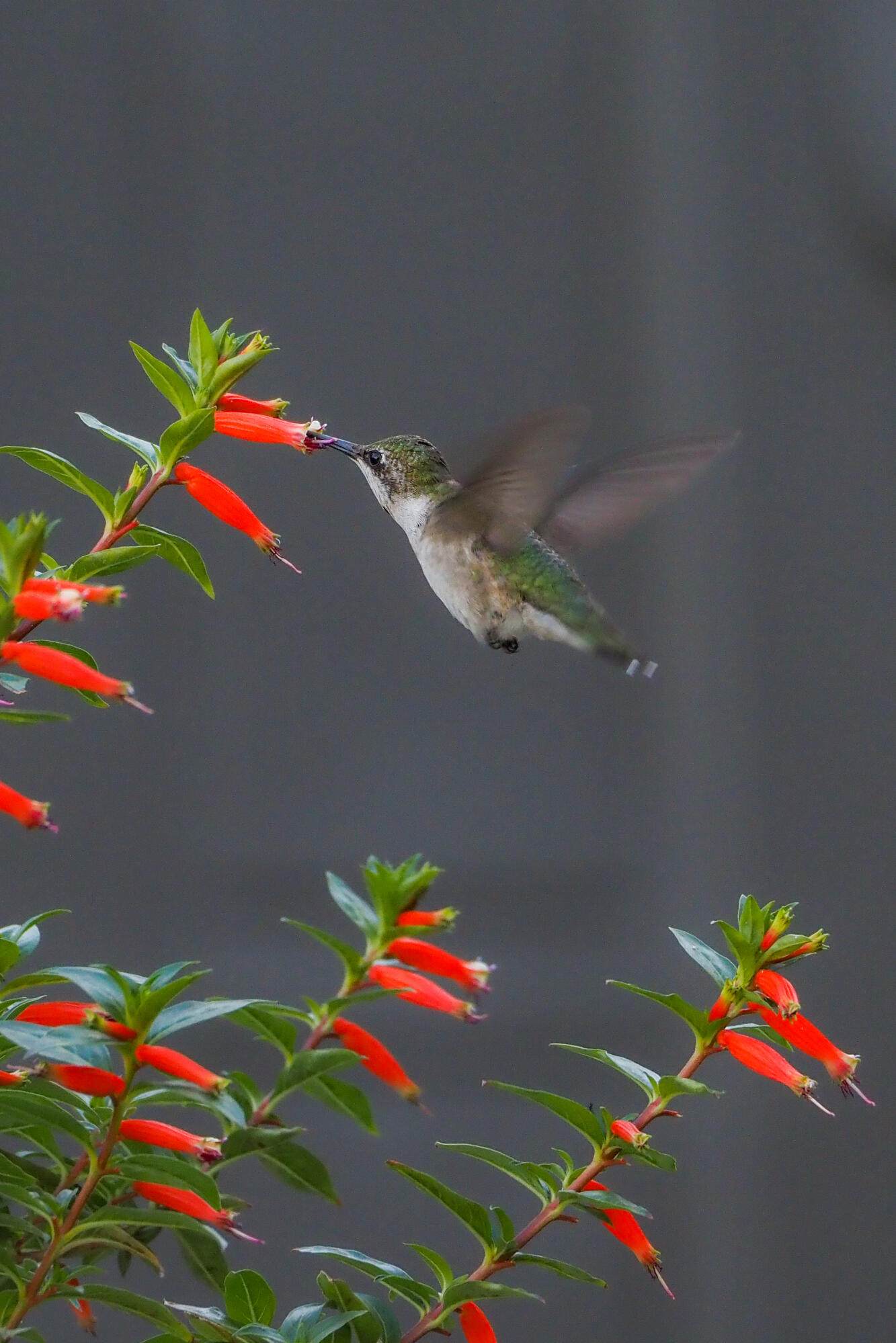 PORT ST LUCIE - Residential