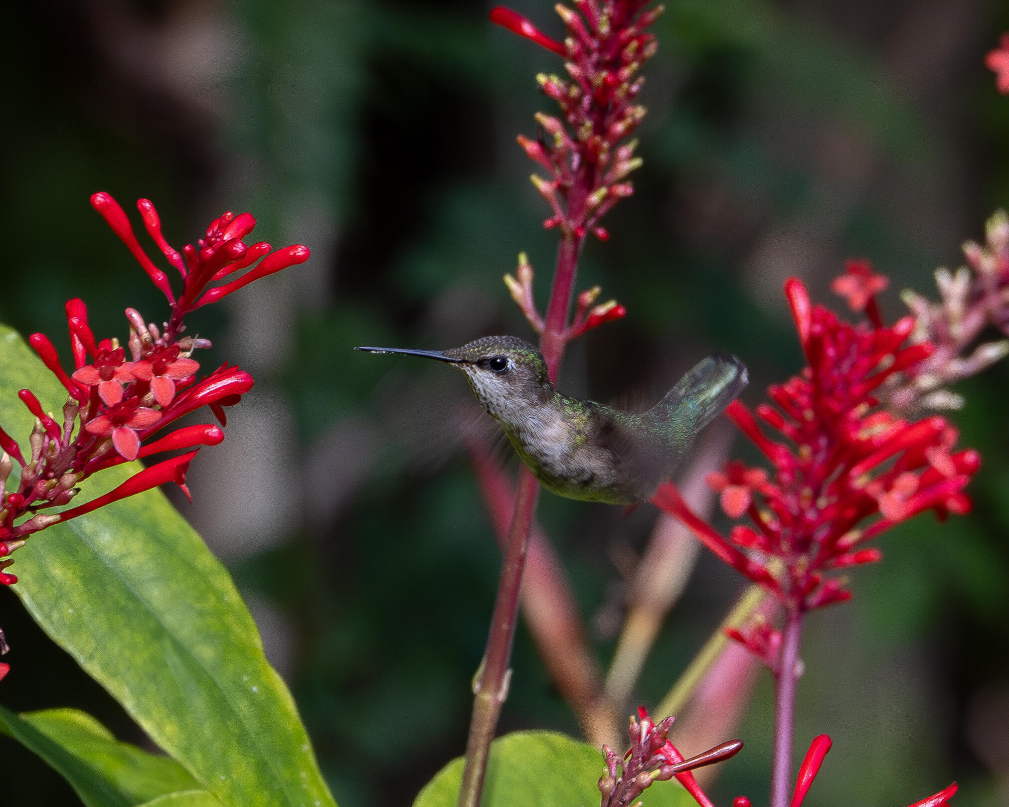 PORT ST LUCIE - Residential