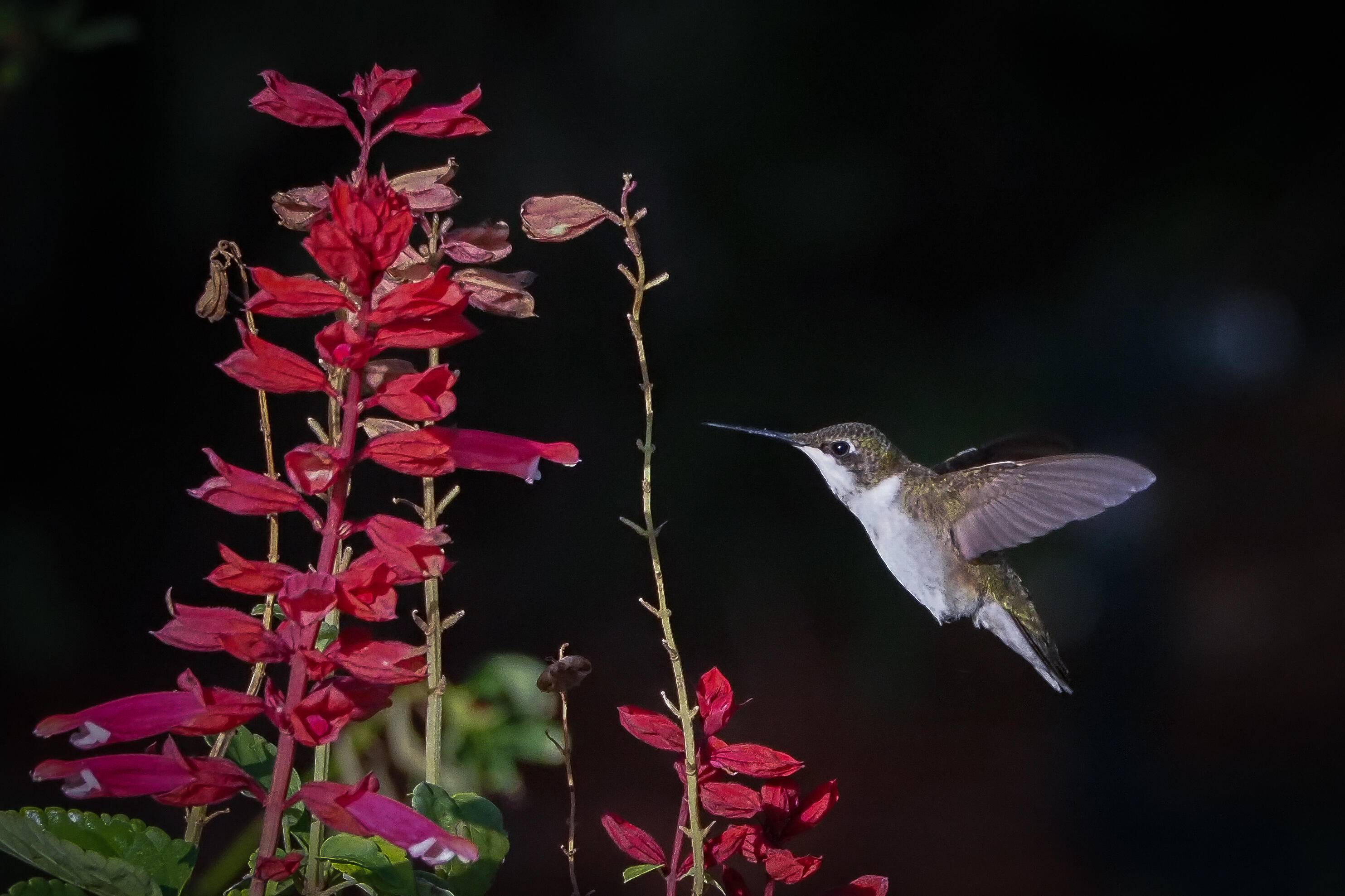 PORT ST LUCIE - Residential