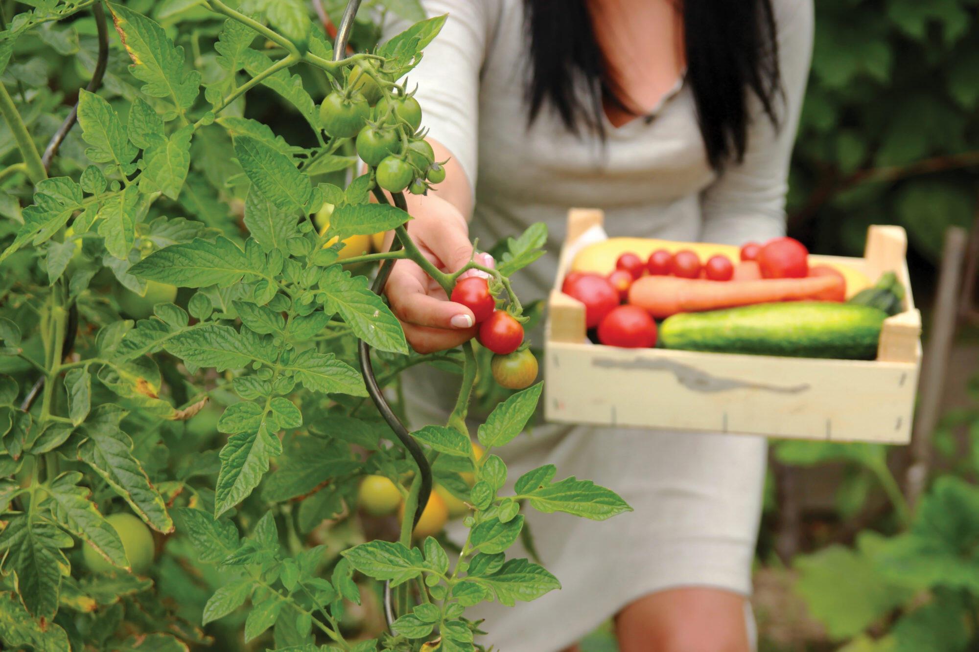 CORAL ISLES - Residential