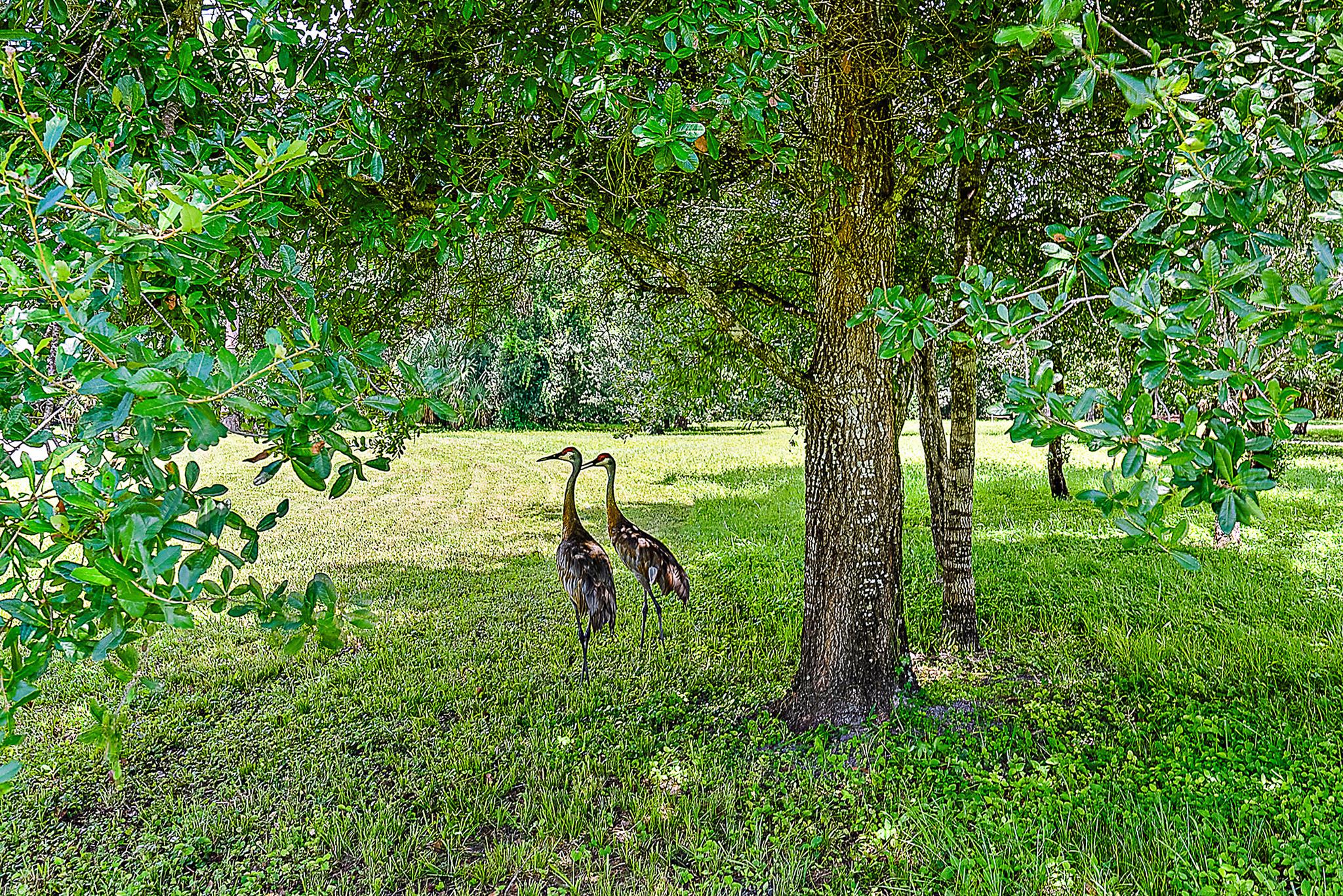 Reynolds Ranch - Residential