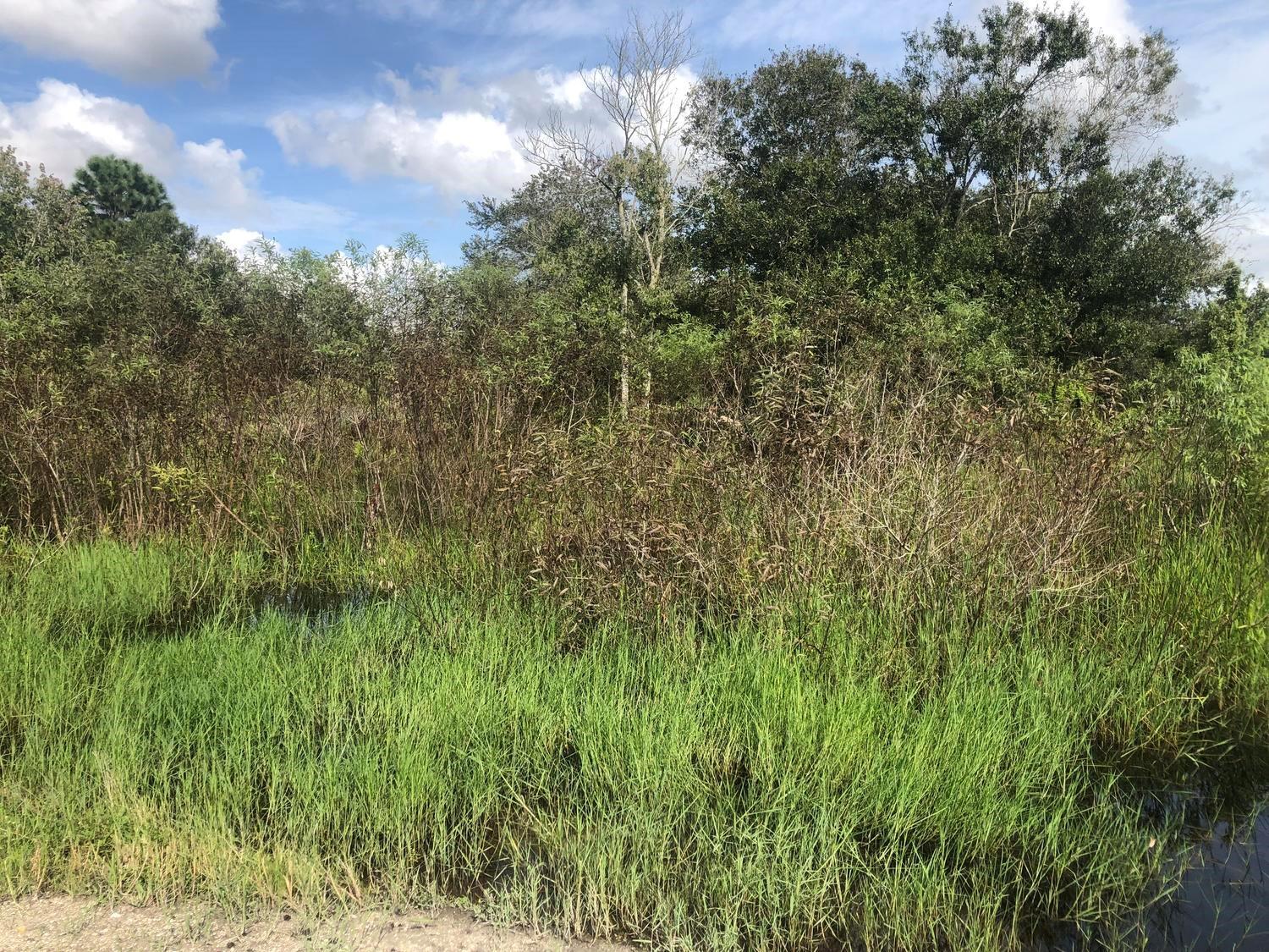 Residential lot nestled in a beautiful, quiet neighborhood. No HOA, just minutes from US 441. Build your dream home.
Owner Financing Available with only $1,000 down and $219 a month!!