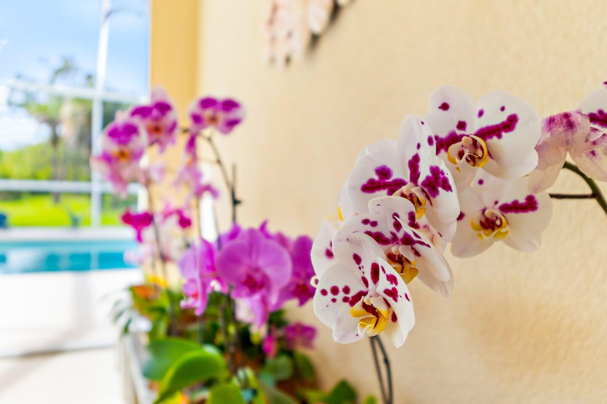 DOUBLE TREE - Residential