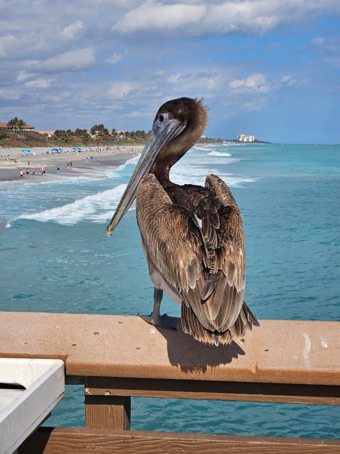 SEA COLONY CONDO - Residential Lease