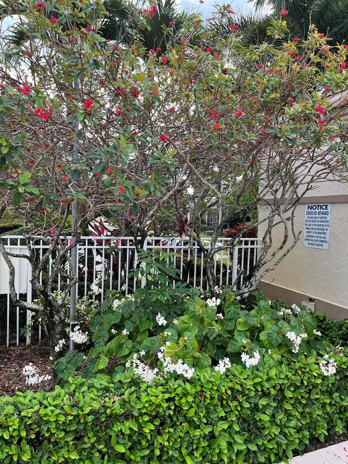 PLUM AT BOCA POINT - Residential