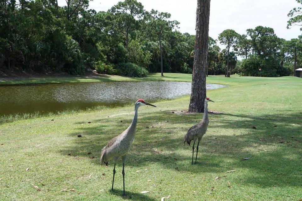 Spanish Lakes Golf Villag - Residential