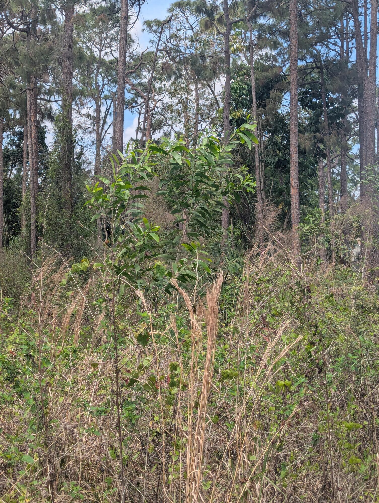 Acreage & Unrec - Land