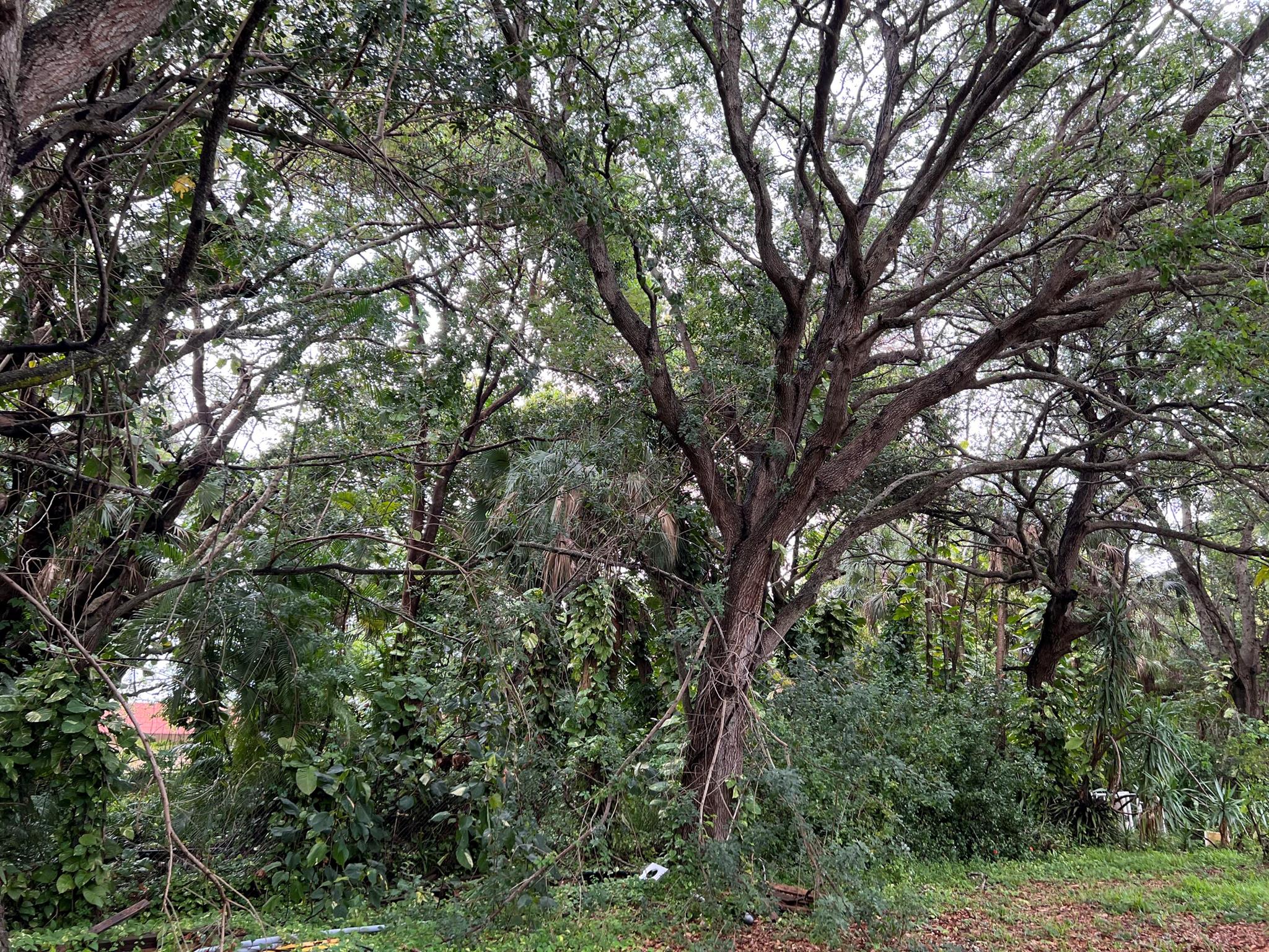 Beautiful unique property in an old Florida hammock setting in downtown Palm Beach Gardens. Great opportunity for this property which has a future land use of 3 units per acre. Don't let this opportunity pass you by as there aren't any other properties like this available. Currently does have an existing house that property.