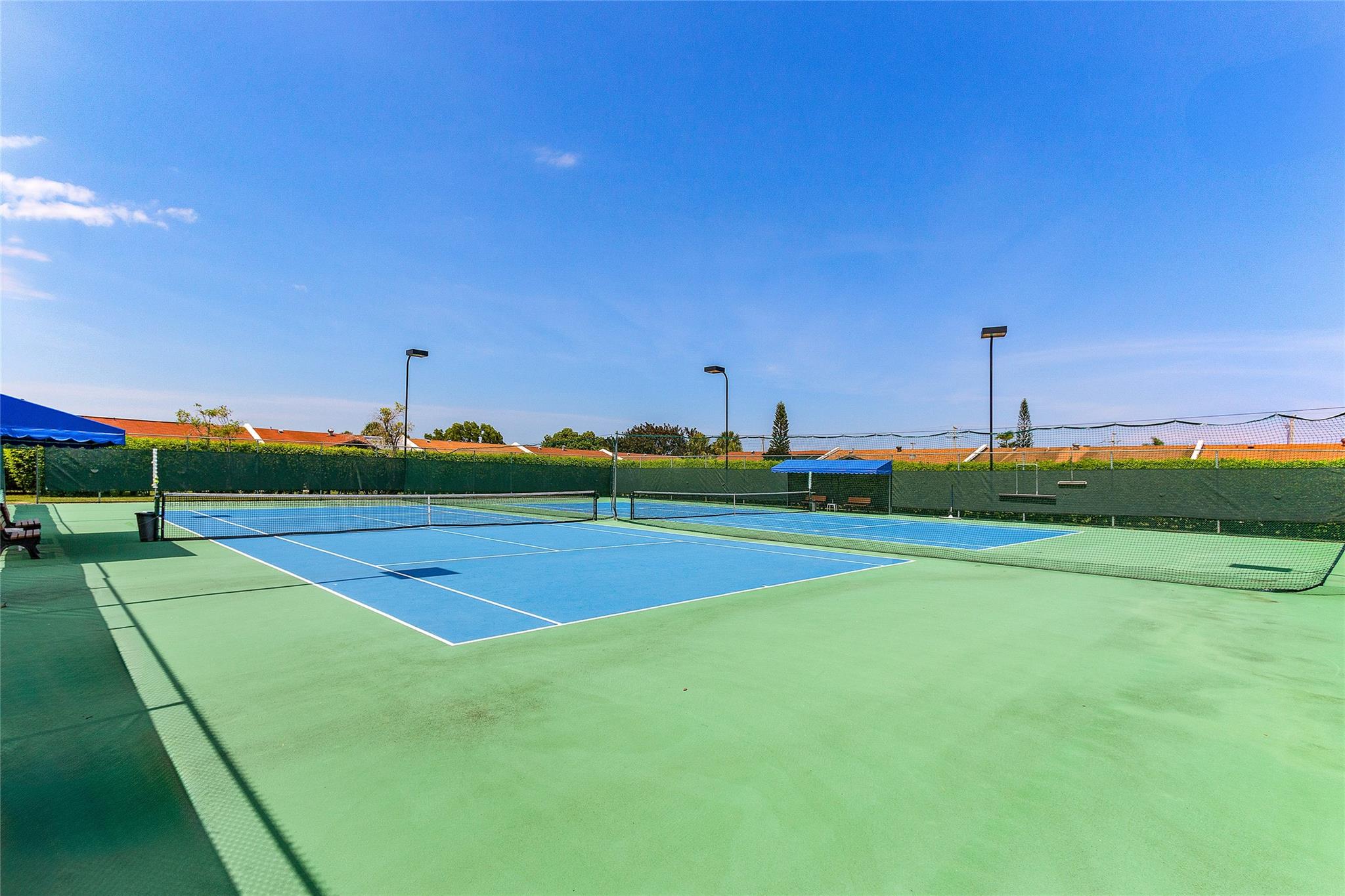 Coconut Palm - Residential