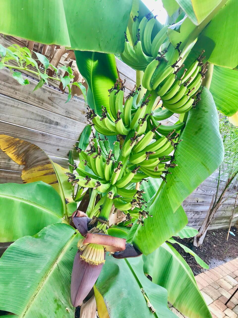 DELRAY TOWN OF - Residential Lease